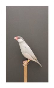 An Incomplete Dictionary of Show Birds