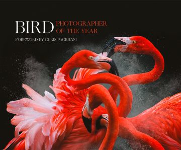 Bird photographer of the year: Collection 3