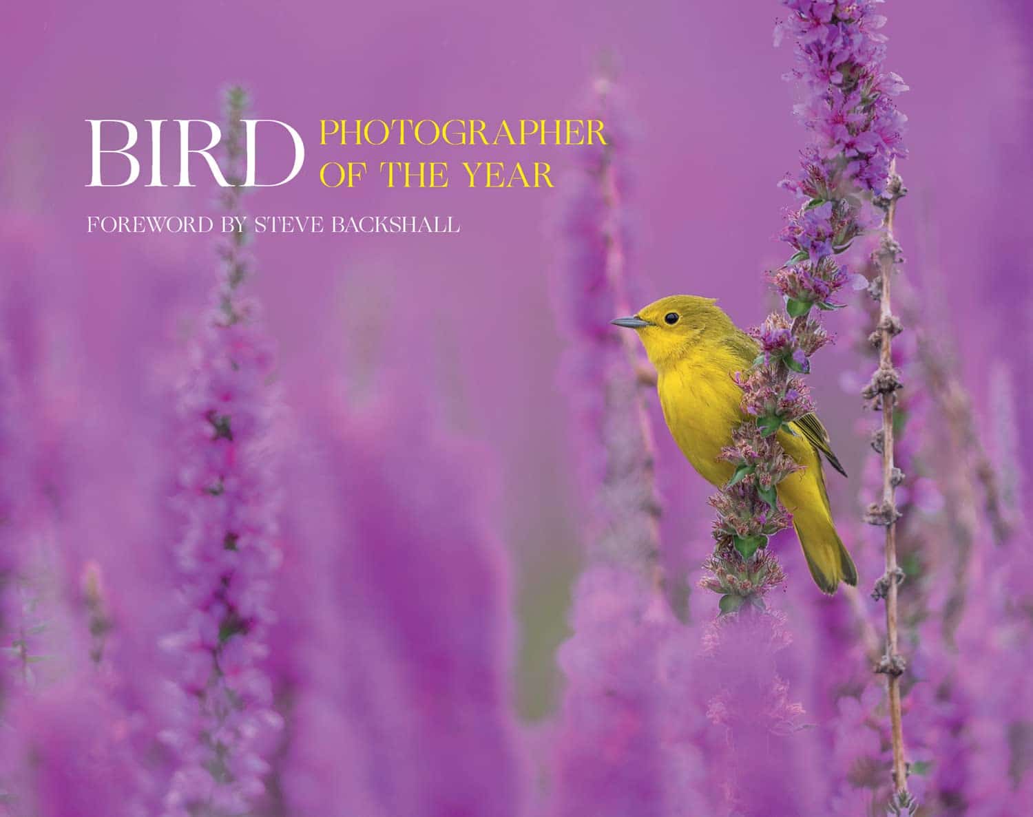 Bird photographer of the year Collection 7 (9780008547578) PhotobookDB