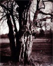 Eugène Atget’s Trees