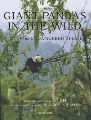 Giant Pandas In The Wild