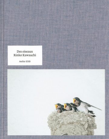 Des oiseaux